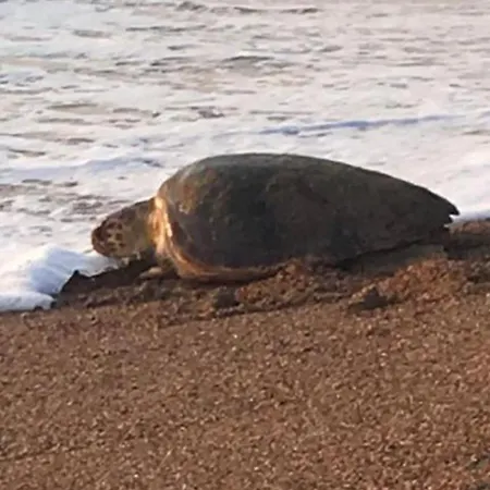 別荘 Tzanetos Pelagos キパリシア