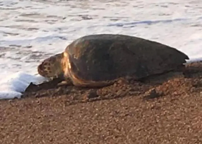 Σπίτι διακοπών Tzanetos Pelagos Κυπαρισσία